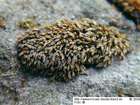 Grimmia plagiopodia Hedw.