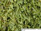 Homalia trichomanoides (Hedw.) Brid.
