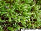 Homalothecium philippeanum (Spruce) Schimp.