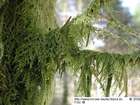Hypnum cupressiforme Hedw. var. cupressiforme