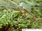 Isothecium alopecuroides (Lam. ex Dubois) Isov.