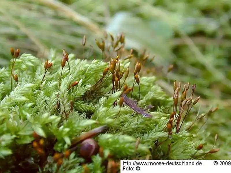 Fotografie Isothecium alopecuroides (Lam. ex Dubois) Isov.