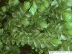 Jungermannia hyalina Lyell