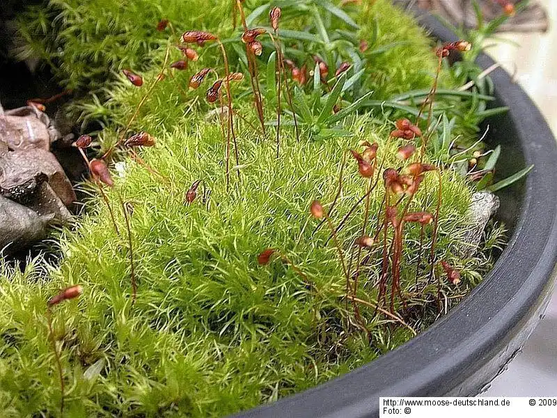 Fotografie Leptobryum pyriforme (Hedw.) Wilson