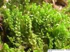 Lophozia obtusa (Lindb.) A.Evans