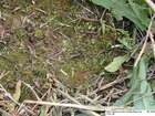 Notothylas orbicularis (Schwein.) Sull.