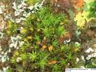 Orthotrichum stellatum Brid.