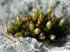 Orthotrichum alpestre Hornsch. ex Bruch & Schimp.
