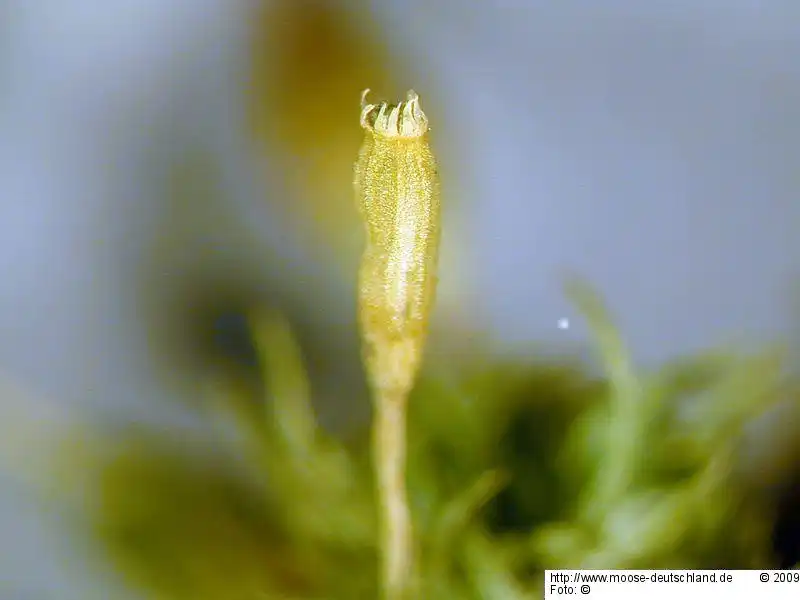 Sporophyt | Foto von Michael Lüth