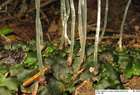 Pellia epiphylla (L.) Corda subsp. epiphylla