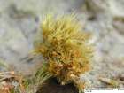 Pleuridium acuminatum Lindb.