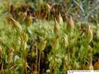 Polytrichum longisetum Sw. ex Brid.