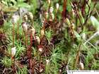 Polytrichum perigoniale Michx.