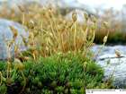 Polytrichum sexangulare Flörke ex Brid.