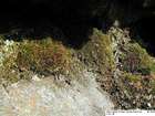 Rhabdoweisia fugax (Hedw.) Bruch & Schimp.