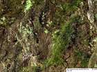 Rhynchostegiella tenella (Dicks.) Limpr.
