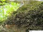 Schistidium rivulare (Brid.) Podp.