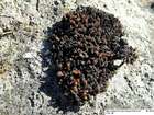 Schistidium singarense (Schiffn.) Laz.