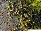 Seligeria recurvata (Hedw.) Bruch & Schimp.