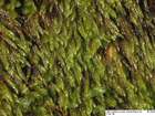 Sematophyllum micans (Mitt.) Braithw.