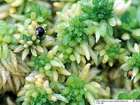 Sphagnum palustre L.