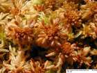 Sphagnum balticum (Russow) C.E.O.Jensen