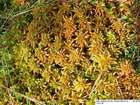 Sphagnum imbricatum agg.