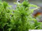 Sphagnum inundatum Russow