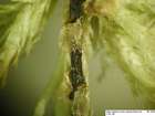 Sphagnum lindbergii Schimp.