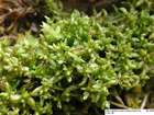 Sphagnum platyphyllum (Lindb. ex Braithw.) Sull. ex Warnst.