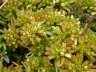 Sphagnum pulchrum (Lindb. ex Braithw.) Warnst.