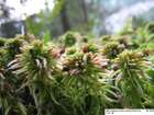 Sphagnum quinquefarium (Braithw.) Warnst.