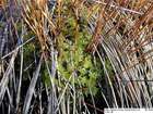 Sphagnum tenellum (Brid.) Brid.