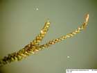 Anastrophyllum minutum (Schreb.) R.M.Schust.