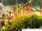 Tetraplodon mnioides (Hedw.) Bruch & Schimp.