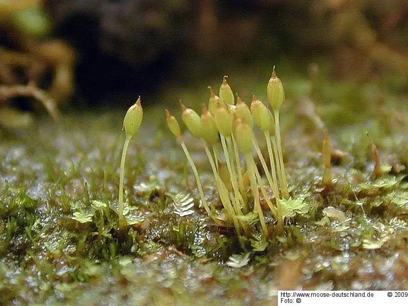 Fotografie Tetrodontium repandum (Funck) Schwägr.