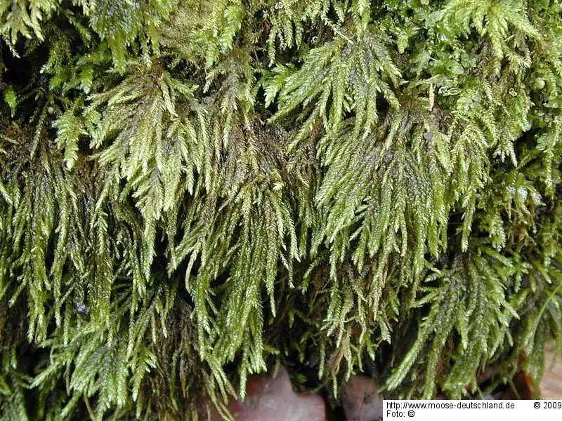 Fotografie Thamnobryum alopecurum (Hedw.) Nieuwl. ex Gangulee