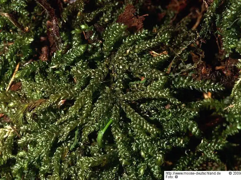 Fotografie Thamnobryum neckeroides (Hook.) E.Lawton