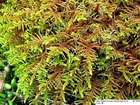 Abietinella abietina var. abietina (Hedw.) M.Fleisch.