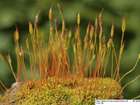 Tortula marginata (Bruch & Schimp.) Spruce
